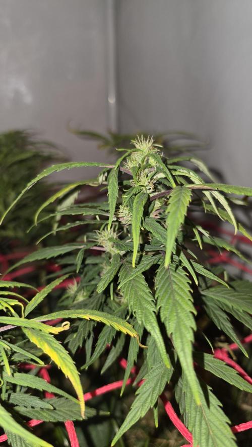 Neville's Haze. Week 13 - NH 2 Day 90