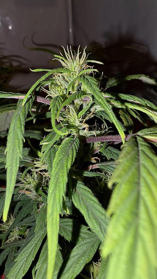 Nevilles Haze. Week 13
