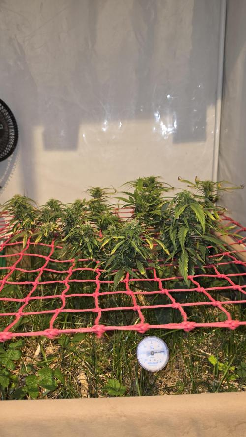 Neville's Haze. Week 14 - NH 2 Day 93