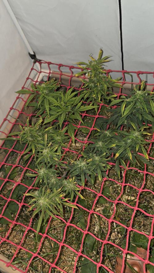 Neville's Haze. Week 14 - NH 2 Day 93