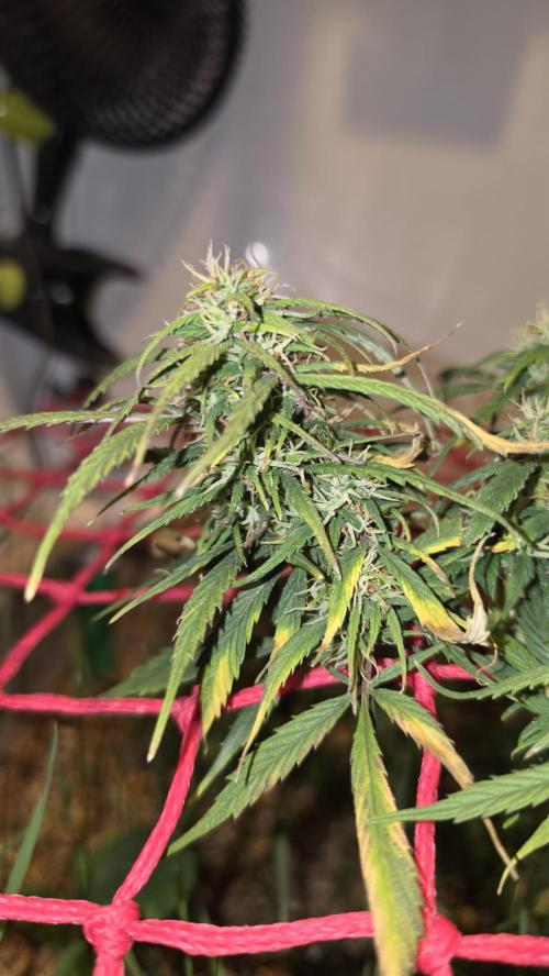 Neville's Haze. Week 14 - NH 2 Day 93