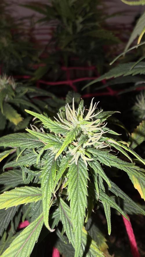 Nevilles Haze. Week 14