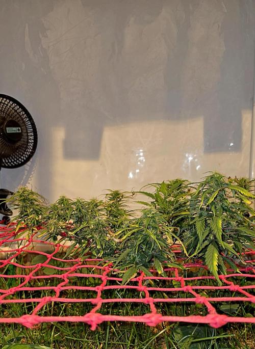 Neville's Haze. Week 14 - NH 2 Day 95