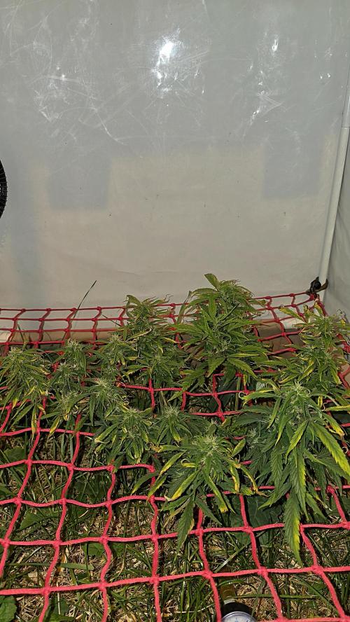 Neville's Haze. Week 14 - NH 2 Day 95