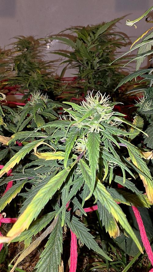 Neville's Haze. Week 14 - NH 2 Day 95