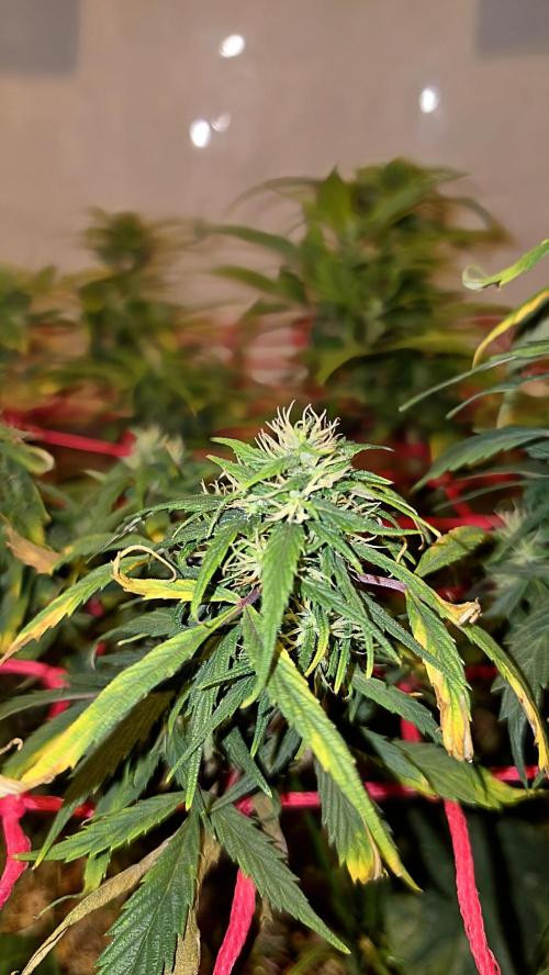 Nevilles Haze. Week 14