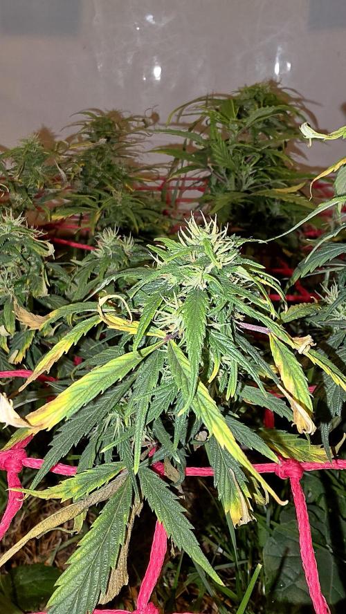 Neville's Haze. Week 14 - NH 2 Day 97