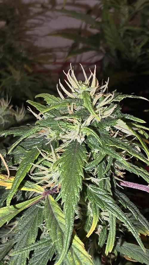 Neville's Haze. Week 14 - NH 2 Day 97