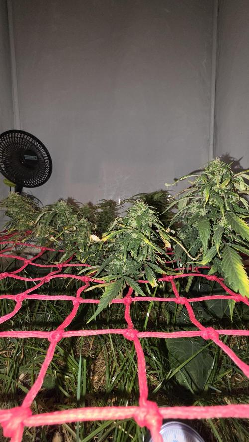 Neville's Haze. Week 14 - NH 2 Day 97