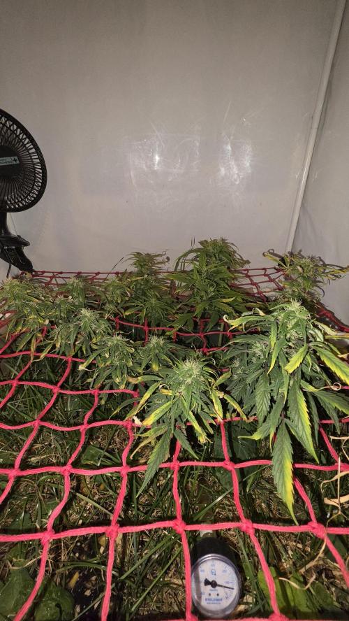Neville's Haze. Week 14 - NH 2 Day 97
