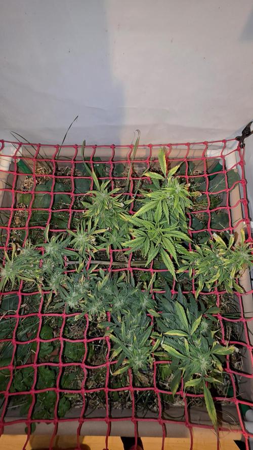 Nevilles Haze. Week 14