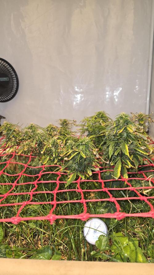 Neville's Haze. Week 15 - NH 2 Day 100