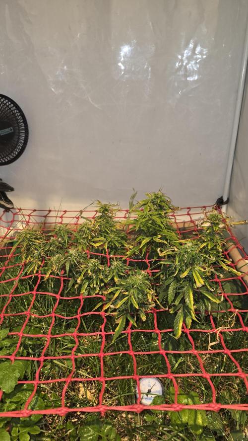 Neville's Haze. Week 15 - NH 2 Day 100