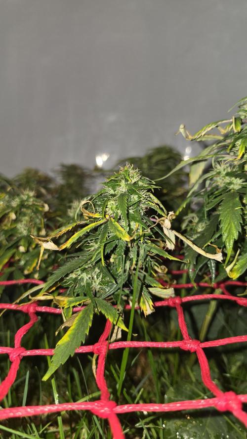 Neville's Haze. Week 15 - NH 2 Day 100