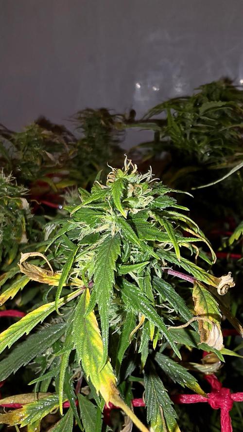 Neville's Haze. Week 15 - NH 2 Day 100