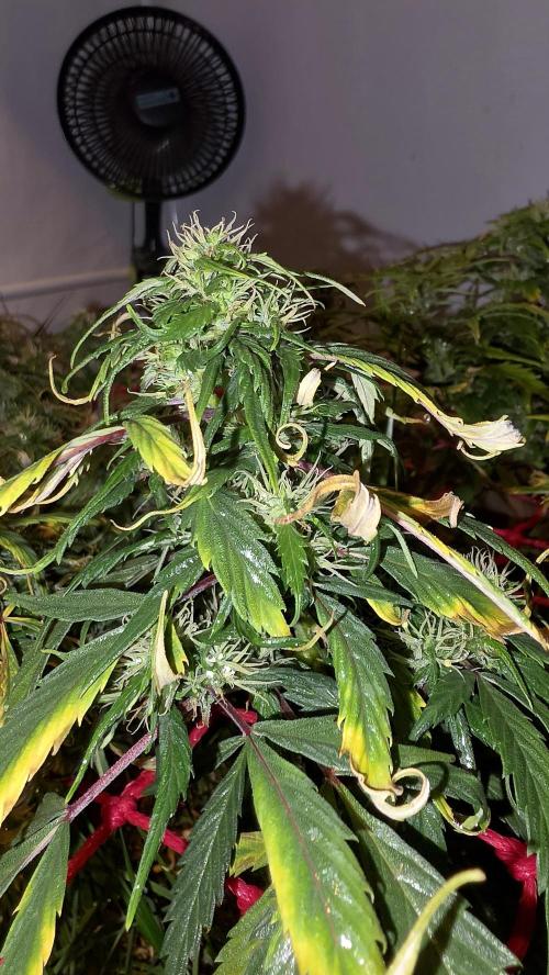 Neville's Haze. Week 15 - NH 2 Day 100