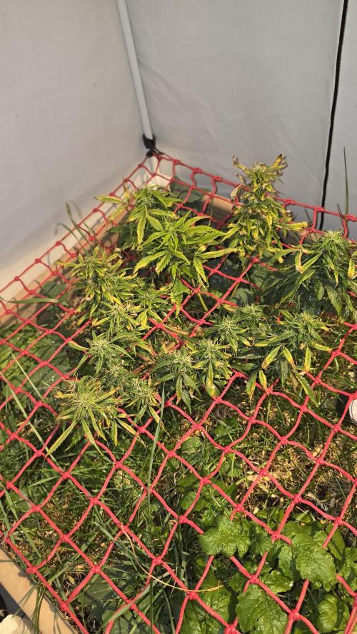 Neville's Haze. Week 15 - NH 2 Day 100
