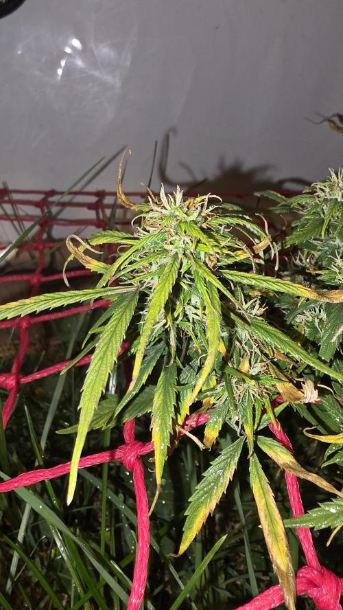 Nevilles Haze. Week 15