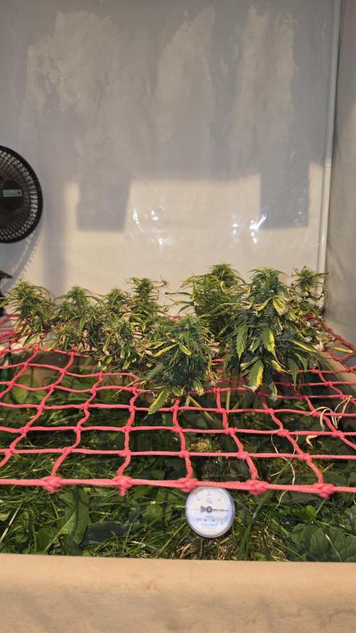 Neville's Haze. Week 15 - NH 2 Day 102