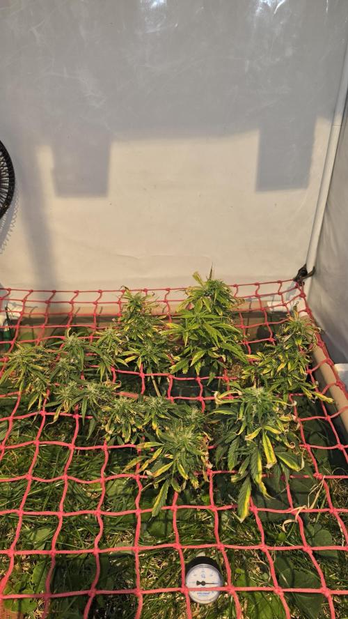 Neville's Haze. Week 15 - NH 2 Day 102