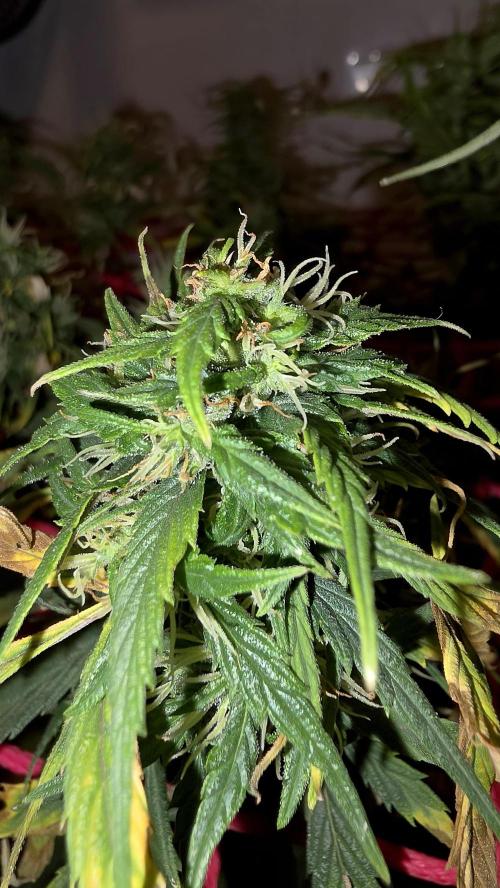 Neville's Haze. Week 15 - NH 2 Day 102