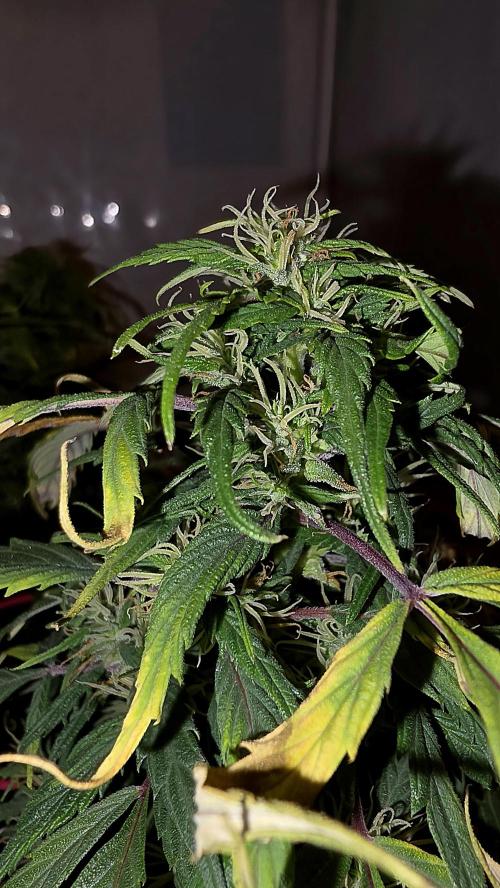 Neville's Haze. Week 15 - NH 2 Day 102