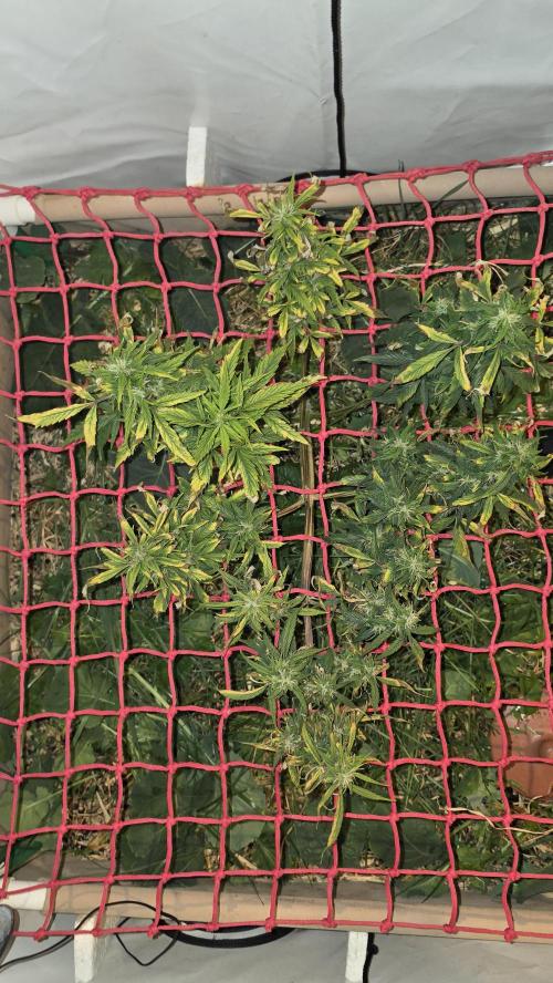 Neville's Haze. Week 15 - NH 2 Day 102