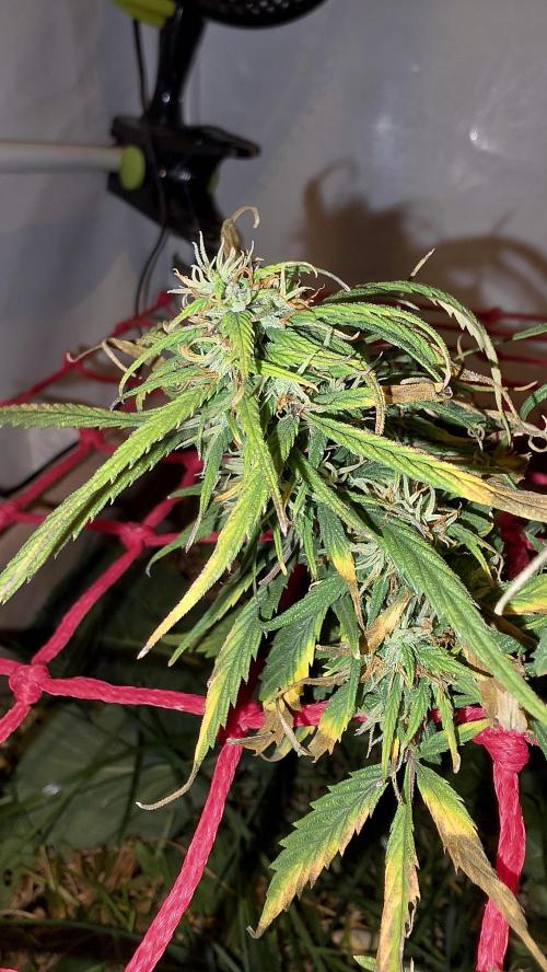 Nevilles Haze. Week 15
