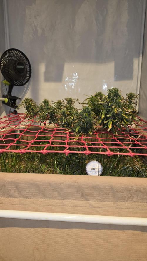Neville's Haze. Week 16 - NH 2 Day 107