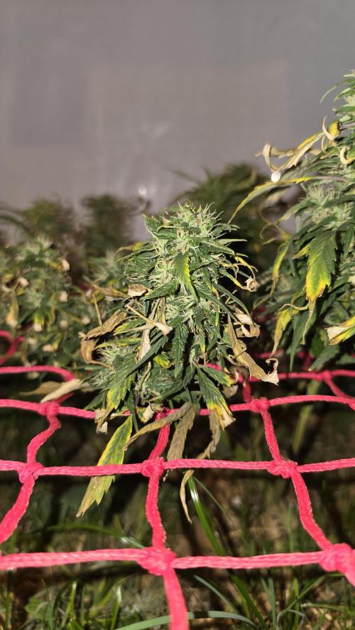 Neville's Haze. Week 16 - NH 2 Day 107