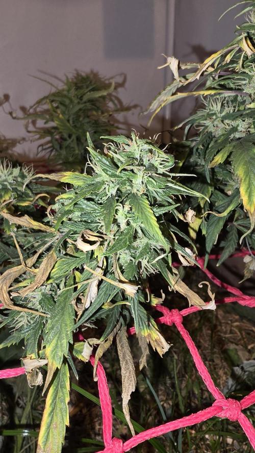 Neville's Haze. Week 16 - NH 2 Day 107