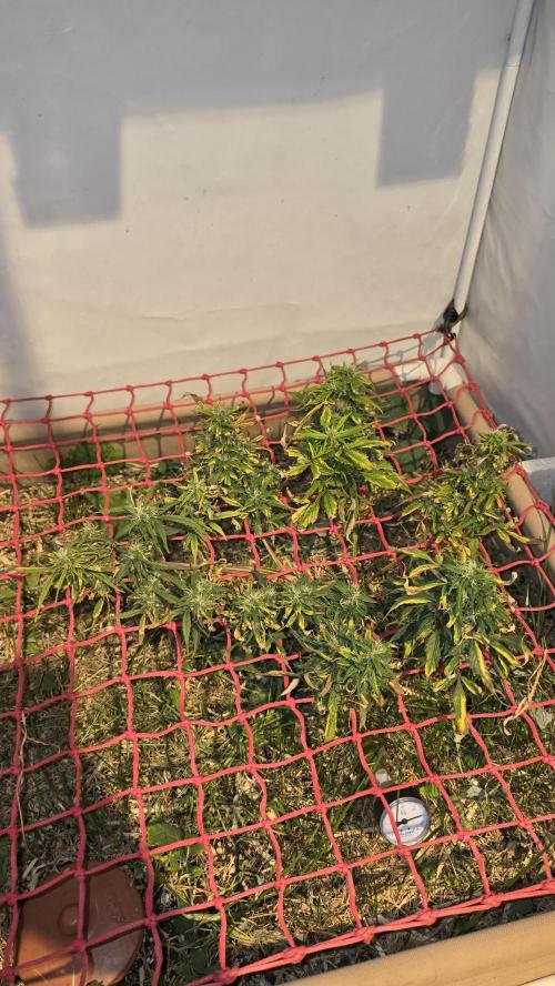 Neville's Haze. Week 16 - NH 2 Day 107
