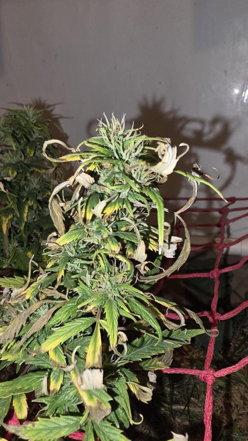 Neville's Haze. Week 16 - NH 2 Day 107