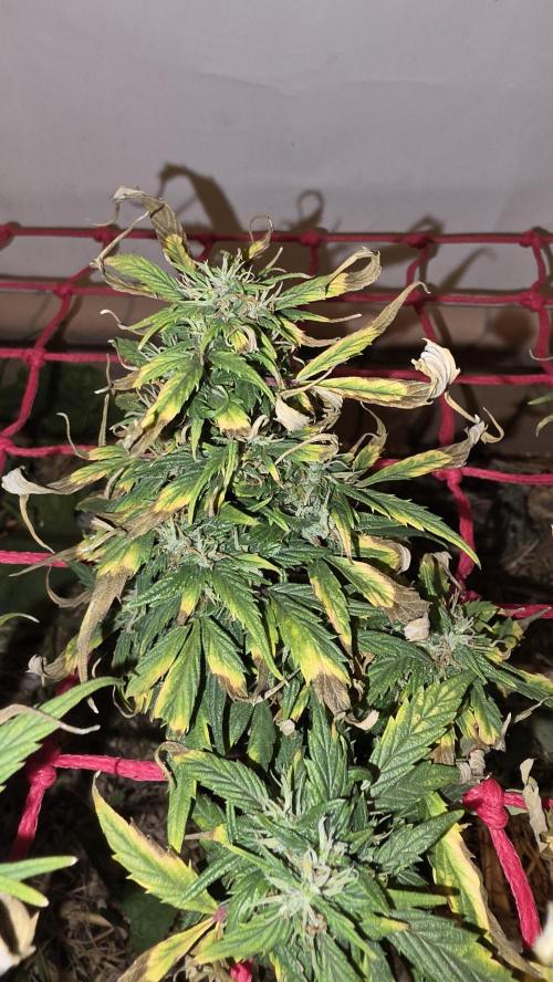 Nevilles Haze. Week 16