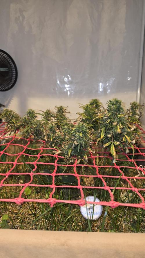 Neville's Haze. Week 16 - NH 2 Day 111