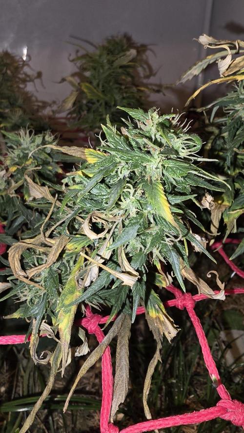 Neville's Haze. Week 16 - NH 2 Day 111