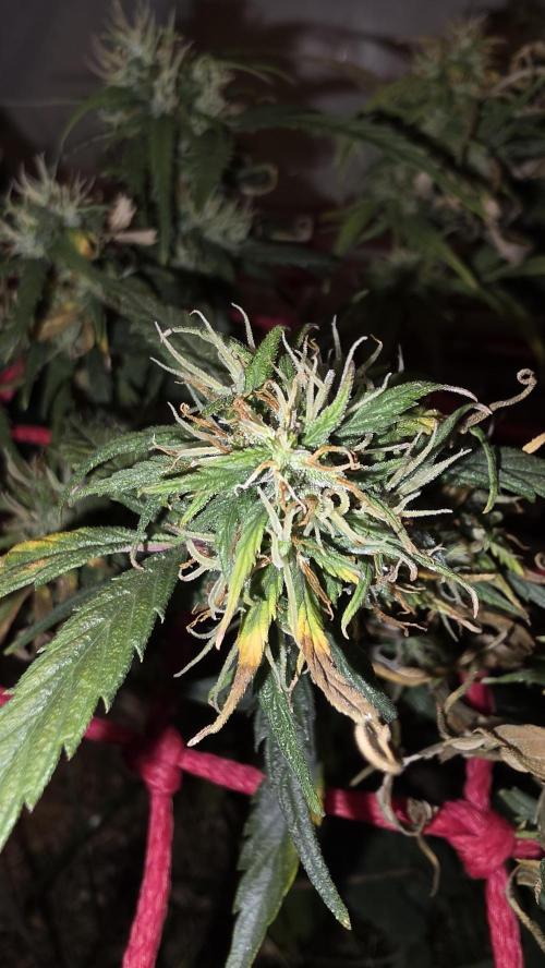 Neville's Haze. Week 16 - NH 2 Day 111