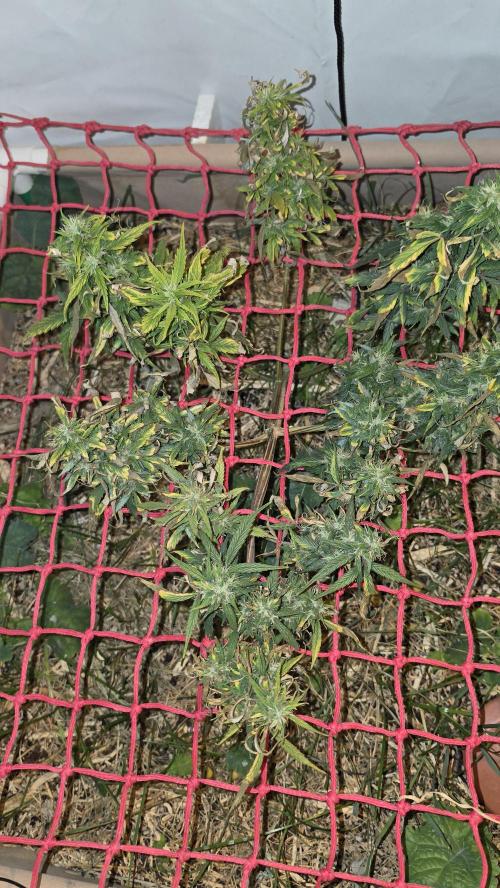 Neville's Haze. Week 16 - NH 2 Day 111