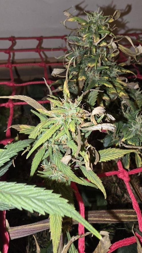 Nevilles Haze. Week 16