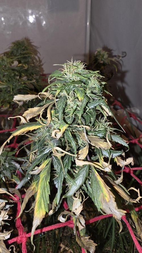 Neville's Haze. Week 17 - NH 2 Day 114