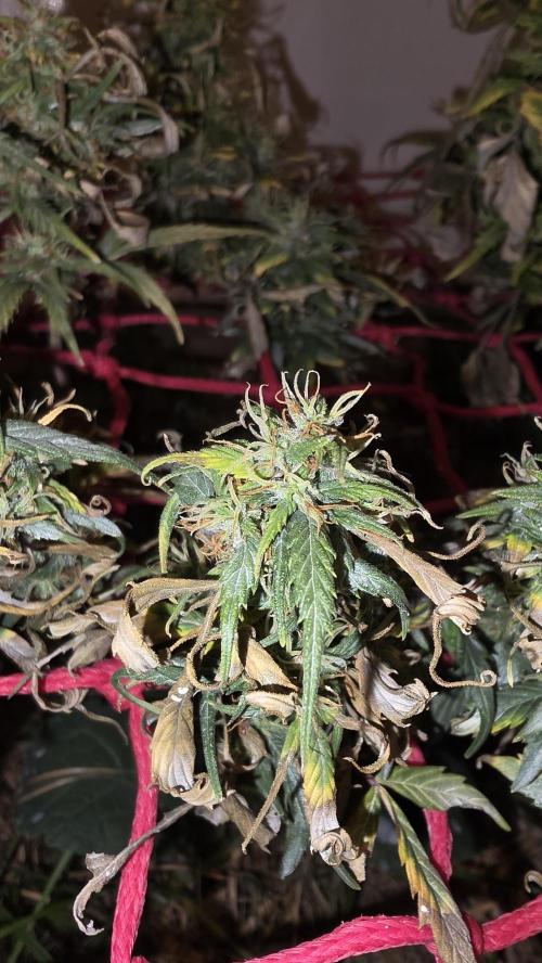 Neville's Haze. Week 17 - NH 2 Day 114