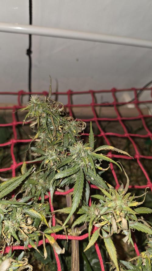 Neville's Haze. Week 17 - NH 2 Day 114