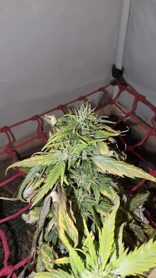 Neville's Haze. Week 17 - NH 2 Day 114