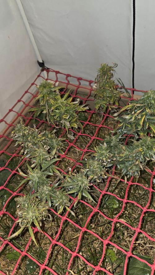 Neville's Haze. Week 17 - NH 2 Day 114