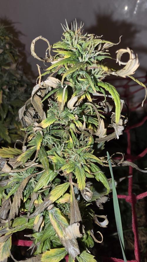 Nevilles Haze. Week 17