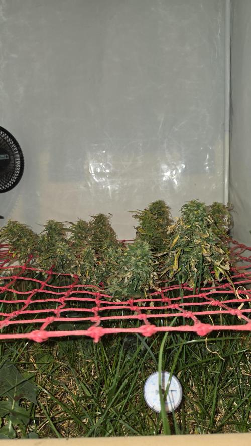 Neville's Haze. Week 17 - NH 2 Day 118
