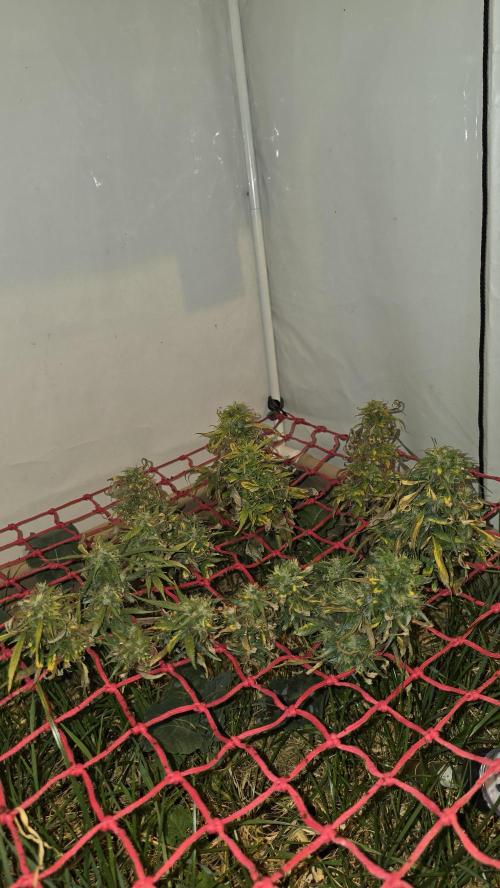 Neville's Haze. Week 17 - NH 2 Day 118