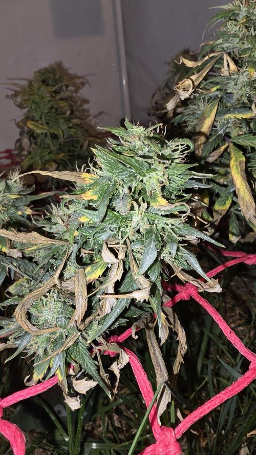 Neville's Haze. Week 17 - NH 2 Day 118