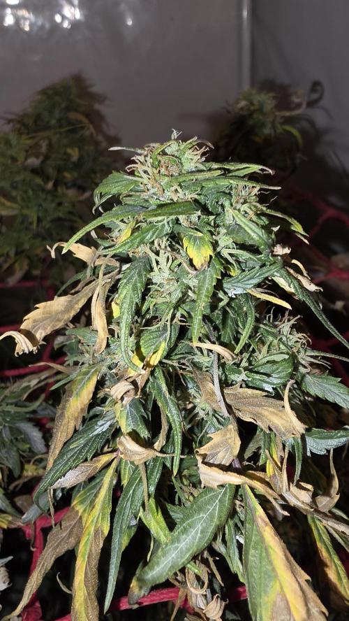 Neville's Haze. Week 17 - NH 2 Day 118