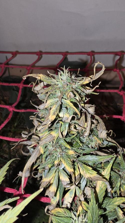 Nevilles Haze. Week 17